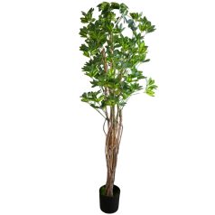 180 cm-ová rastlina Schefflera chinensis v kvetináči