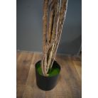 180 cm-ová rastlina Schefflera chinensis v kvetináči