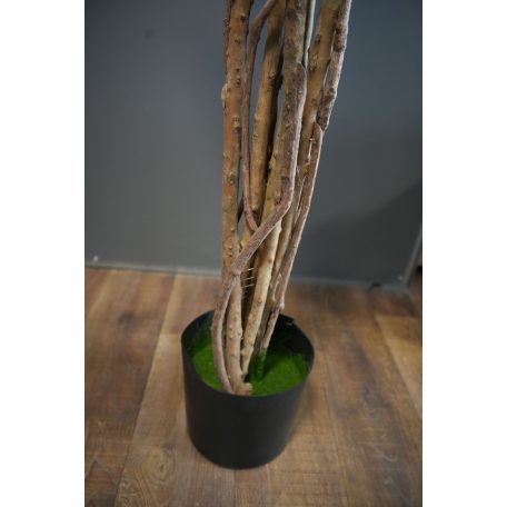 180 cm-ová rastlina Schefflera chinensis v kvetináči