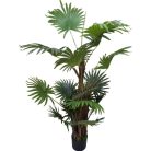 Virginia mimoriadne krásna palma v kvetináči - 150 cm