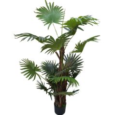 Virginia mimoriadne krásna palma v kvetináči - 150 cm