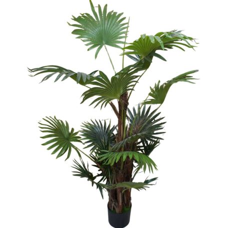 Virginia mimoriadne krásna palma v kvetináči - 150 cm