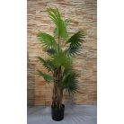 Virginia mimoriadne krásna palma v kvetináči - 150 cm