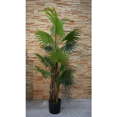 Virginia mimoriadne krásna palma v kvetináči - 150 cm