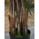 Virginia mimoriadne krásna palma v kvetináči - 150 cm