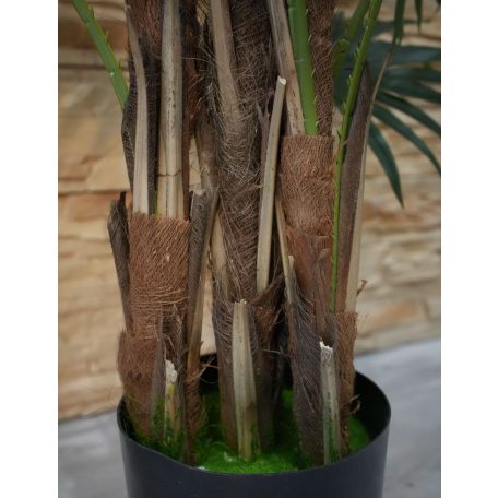 Virginia mimoriadne krásna palma v kvetináči - 150 cm