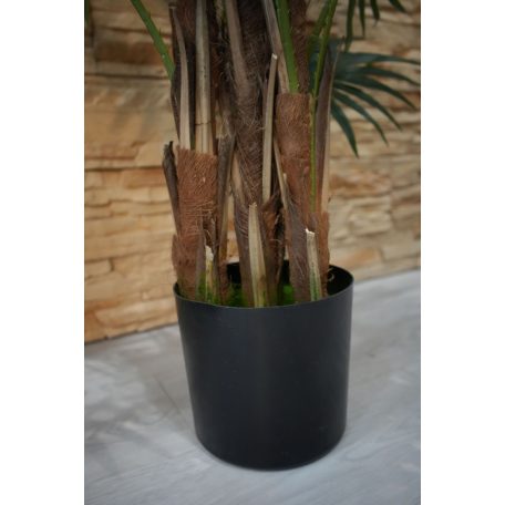 Virginia mimoriadne krásna palma v kvetináči - 150 cm