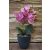 33 cm-ový umelý Phalaenopsis v kvetináči