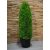 Výnimočne krásna umelá tuja v kvetináči - 85 cm x 25 cm