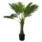 Esperanza výnimočne krásna palma v kvetináči - 100 cm