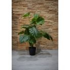 Výnimočne krásna umelá rastlina Alocasia v kvetináčoch - 70 cm