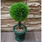 30 cm-ový umelý krušpán (buxus) v kvetináči